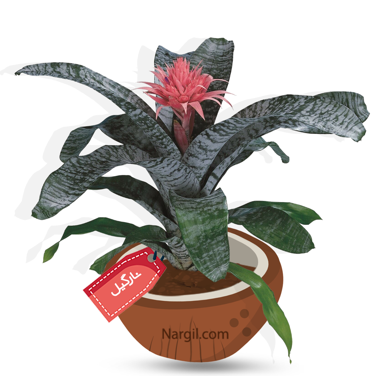  Nargil - Bromeliad, Silver Vase